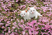 CAT 03 RC0089 01
Two Cream Persian Kittens Sitting In Field Of Pink Flowers