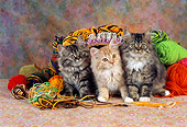 CAT 03 RC0093 01
Three Persian Kittens Sitting By Balls Of Yarn