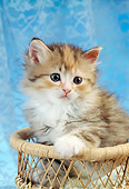 CAT 03 RC0095 01
Multicolored Persian Kitten Sitting In Basket