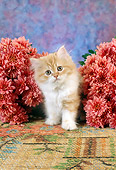 CAT 03 RC0096 01
Orange And White Persian Kitten Standing By Pink Flowers