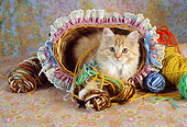 CAT 03 RC0097 01
Persian Kitten Laying In Basket By Balls Of Yarn