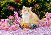 CAT 03 RC0098 01
Persian Kitten Sitting In Basket By Pink Flowers