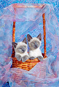 CAT 03 RC0100 01
Two Siamese Kittens Sitting In Basket Blue Background
