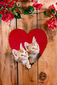CAT 03 RC0107 01
Two Tabby Kittens Peeking Through Heart-Shaped Hole In Wall By Flowers