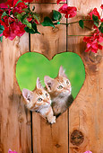 CAT 03 RC0108 01
Two Tabby Kittens Peeking Through Heart-Shaped Hole In Wall By Flowers