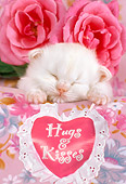 CAT 03 RC0109 01
White Persian Kitten Sleeping By Heart-Shaped Pillow And Two Pink Roses