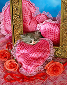 CAT 03 RC0110 01
Gray Persian Kitten Sleeping By Roses, Heart-Shaped Pillows And Picture Frame