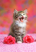CAT 03 RC0111 01
Gray Kitten Meowing By Two Pink Roses Studio