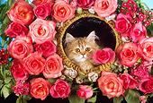 CAT 03 RC0113 01
Red Kitten Laying Inside Round Basket By Surrounded Pink Roses Studio