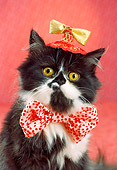 CAT 03 RC0115 01
Black And White Persian Kitten Wearing Hat And Bow Tie Studio