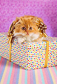 CAT 03 RC0116 01
Orange And White Persian Kitten Laying On Gift Box