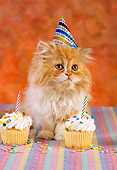 CAT 03 RC0117 01
Orange And White Persian Kitten Wearing Birthday Hat By Cupcakes