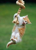 CAT 03 RC0118 01
Orange And White Tabby Kitten Hanging By Front Paws On Rope