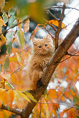 CAT 03 RC0119 01
Orange Tabby Kitten Sitting On Tree Branch Autumn Leaves