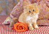 CAT 03 RC0121 01
Orange Tabby Persian Kitten Sitting On Red And White Checkered Cloth By Rose