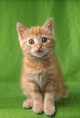CAT 03 RC0122 01
Orange Tabby Kitten Sitting On Green Cloth Studio