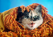 CAT 03 RC0124 01
Close-Up Of Calico Kitten Wrapped In Orange Blanket Studio