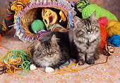 CAT 03 RC0126 01
Two Gray Tabby Kittens Sitting By Colorful Yarn