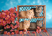 CAT 03 RC0127 01
Four Tabby Kittens Laying In Wicker Shelves By Pink Flowers