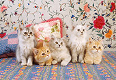 CAT 03 RC0128 01
Five Tabby Kittens Laying And Sitting On Flowery Carpet
