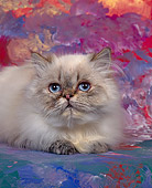 CAT 03 RK0010 06
Himalayan Blue Point Kitten Laying Studio