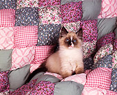 CAT 03 RK0020 03
Birman Seal Point Kitten Sitting On Quilt Studio