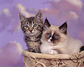 CAT 03 RK0030 01
Birman And Tabby Kitten Sitting In Flower Pot Studio