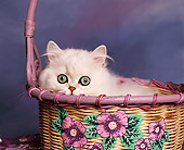 CAT 03 RK0042 03
Persian Chinchilla Kitten Laying In Basket Studio