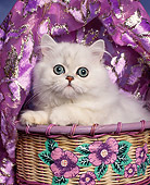 CAT 03 RK0044 01
Head Shot Of Persian Chinchilla Kitten In Basket