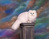 CAT 03 RK0050 06
Persian Chinchilla Kitten  Sitting On Pedestal Studio
