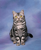CAT 03 RK0065 01
American Shorthair Silver Classic Tabby Kitten Sitting Studio