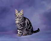 CAT 03 RK0066 01
American Shorthair Silver Classic Tabby Kitten Sitting Studio