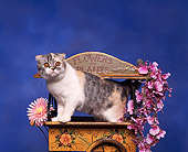 CAT 03 RK0075 02
Scottish Fold  Calico Kitten Inside Wooden Cart With Flowers Studio