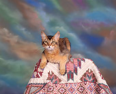 CAT 03 RK0091 02
Somali Ruddy Laying Studio