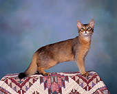 CAT 03 RK0092 04
Somali  Ruddy Kitten Standing Studio