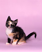 CAT 03 RK0119 01
Calico Kitten Sitting On Seamless Studio