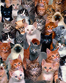 CAT 03 RK0130 03
Group Of Kittens