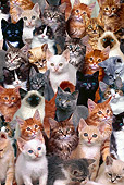 CAT 03 RK0130 04
Group Of Kittens