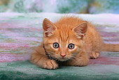 CAT 03 RK0131 03
Close Up Of Red Tabby Kitten Laying Studio
