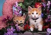 CAT 03 RK0170 02
Red And White Kittens Sitting On Chair Studio