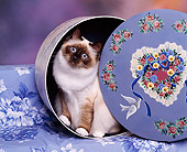CAT 03 RK0218 01
Birman Seal Point Kitten Sitting Inside Hat Box Studio