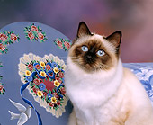 CAT 03 RK0221 01
Head Shot Of Birman Seal Point Kitten By Hat Box Studio