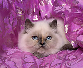 CAT 03 RK0238 04
Blue Cream Point Himalayan Laying Studio