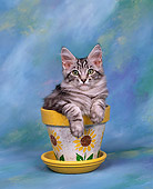 CAT 03 RK0243 01
Head Shot Of Silver Patched Tabby Maine Coon Kitten Sitting In Flower Pot Studio