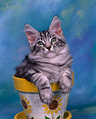 CAT 03 RK0244 07
Head Shot Of Silver Patched Tabby Maine Coon Kitten Sitting In Flower Pot