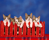 CAT 03 RK0257 04
Tabby Kittens All Peeking Over Red Fence