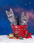 CAT 03 RK0281 03
Maine Coon Silver Tabby Kittens Sitting In Christmas Flower Pot On Snow Studio