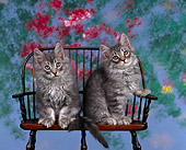CAT 03 RK0285 08
Maine Coon Silver Tabby Kittens Sitting On Chair Studio