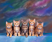 CAT 03 RK0299 12
American Shorthair Tabby Kittens Sitting Studio