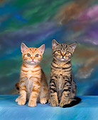 CAT 03 RK0301 03
Two American Shorthair Kittens Sitting Studio
